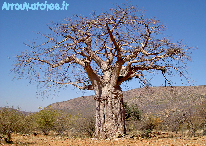 baobab namibie